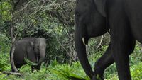 Kondisi dua ekor gajah sumatera (Elephas Maximus Sumateranus) jinak di Pusat Konservasi Gajah (PKG) Seblat di Kabupaten Bengkulu Utara, Bengkulu, Senin (12/5/2025). Sebanyak 10 gajah jinak terdiri dari tiga jantan serta tujuh betina dibina dikawasan pusat pelatihan gajah tersebut. ANTARA FOTO/Muhammad Izfaldi/bar